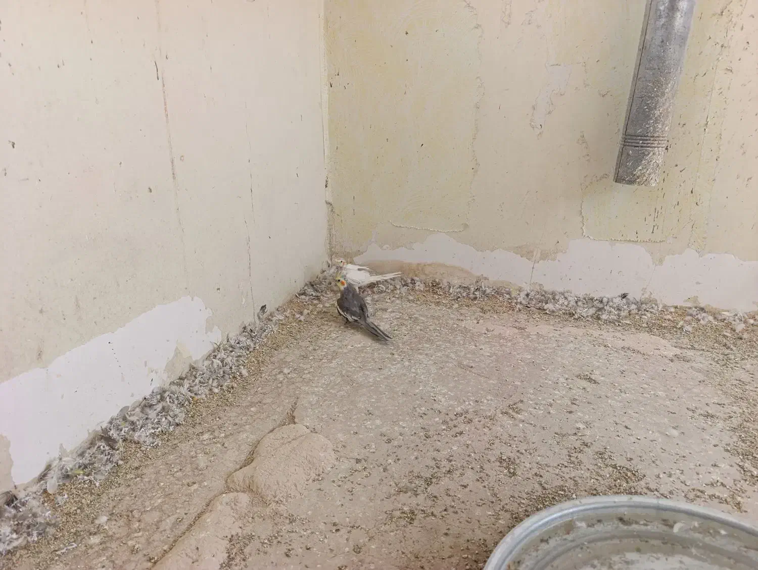 ۳ تا طوطی عروس پرهاشون کامل در نیومده. حدودا ۱ سال|پرنده|قزوین, |دیوار