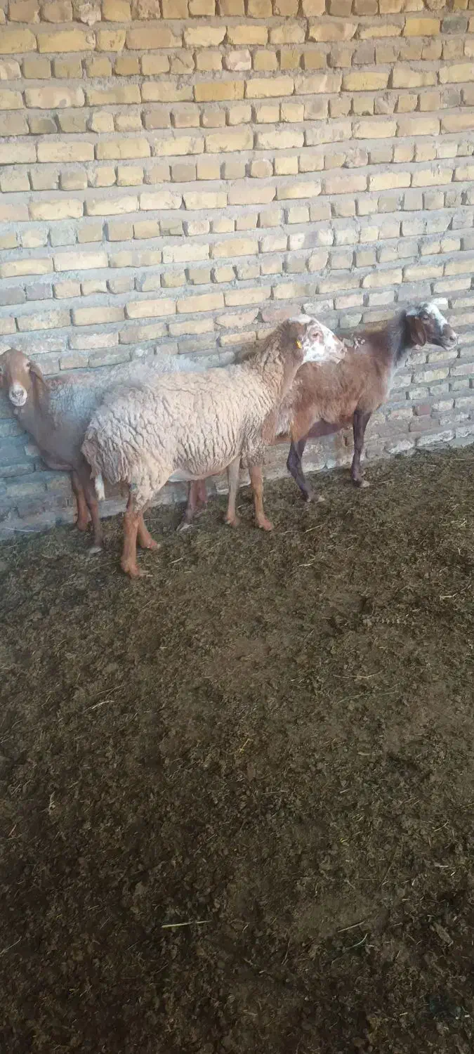 میش اوست بز|حیوانات مزرعه|تربت‌حیدریه, کوی شهید احمدزاده ملکی|دیوار