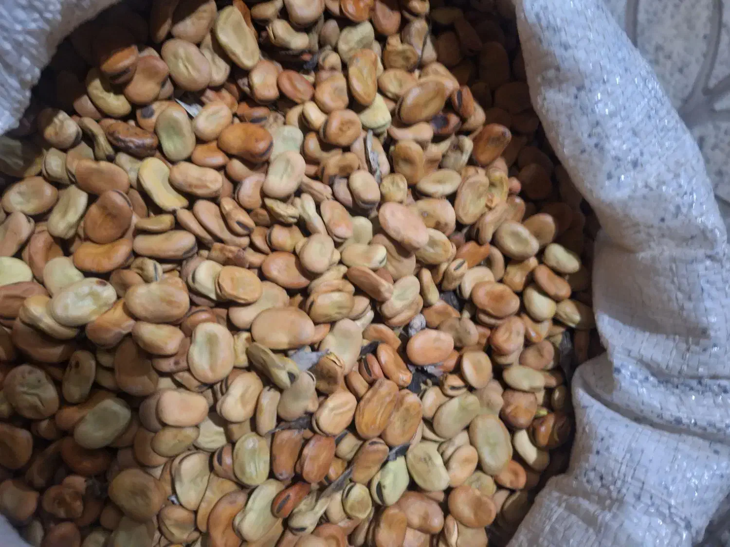 بذر باقلا شاخ بزی|گل و گیاه طبیعی|دره شهر, |دیوار