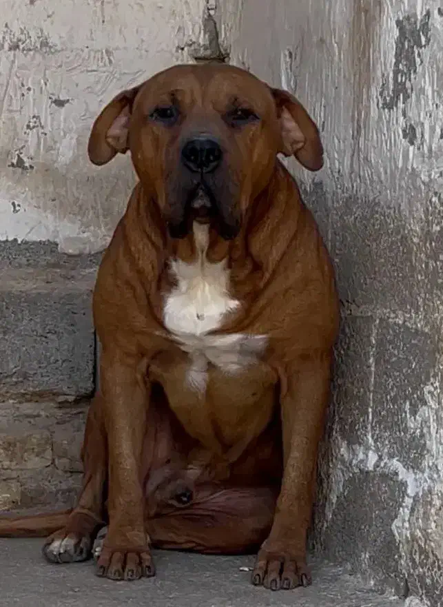 سگ بولی پیتبول پیت بول بولی XL و کلاسیک|سگ|مرودشت, بیست متری بیمارستان|دیوار