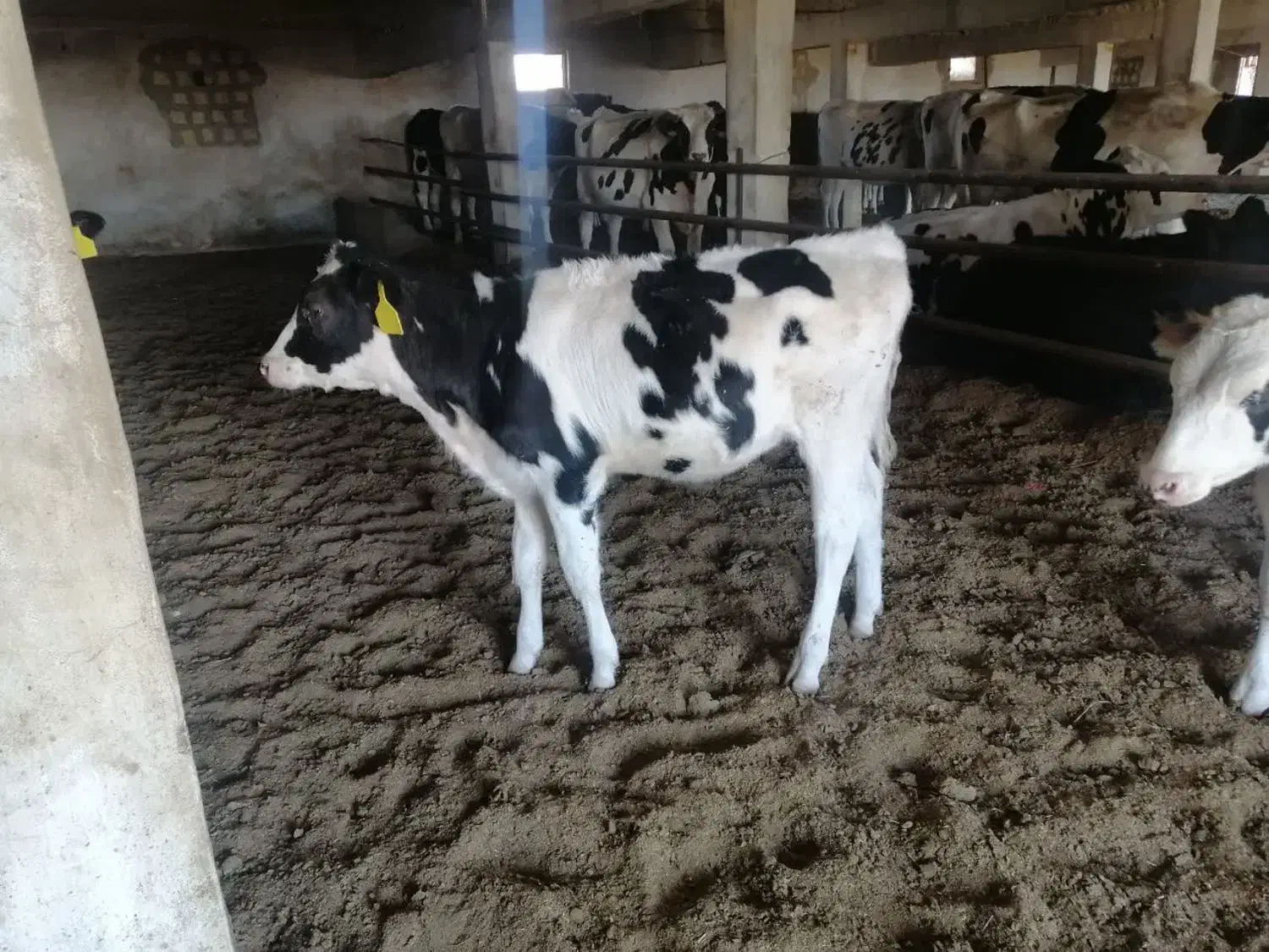 گاو با گوساله|حیوانات مزرعه|بیرجند, |دیوار