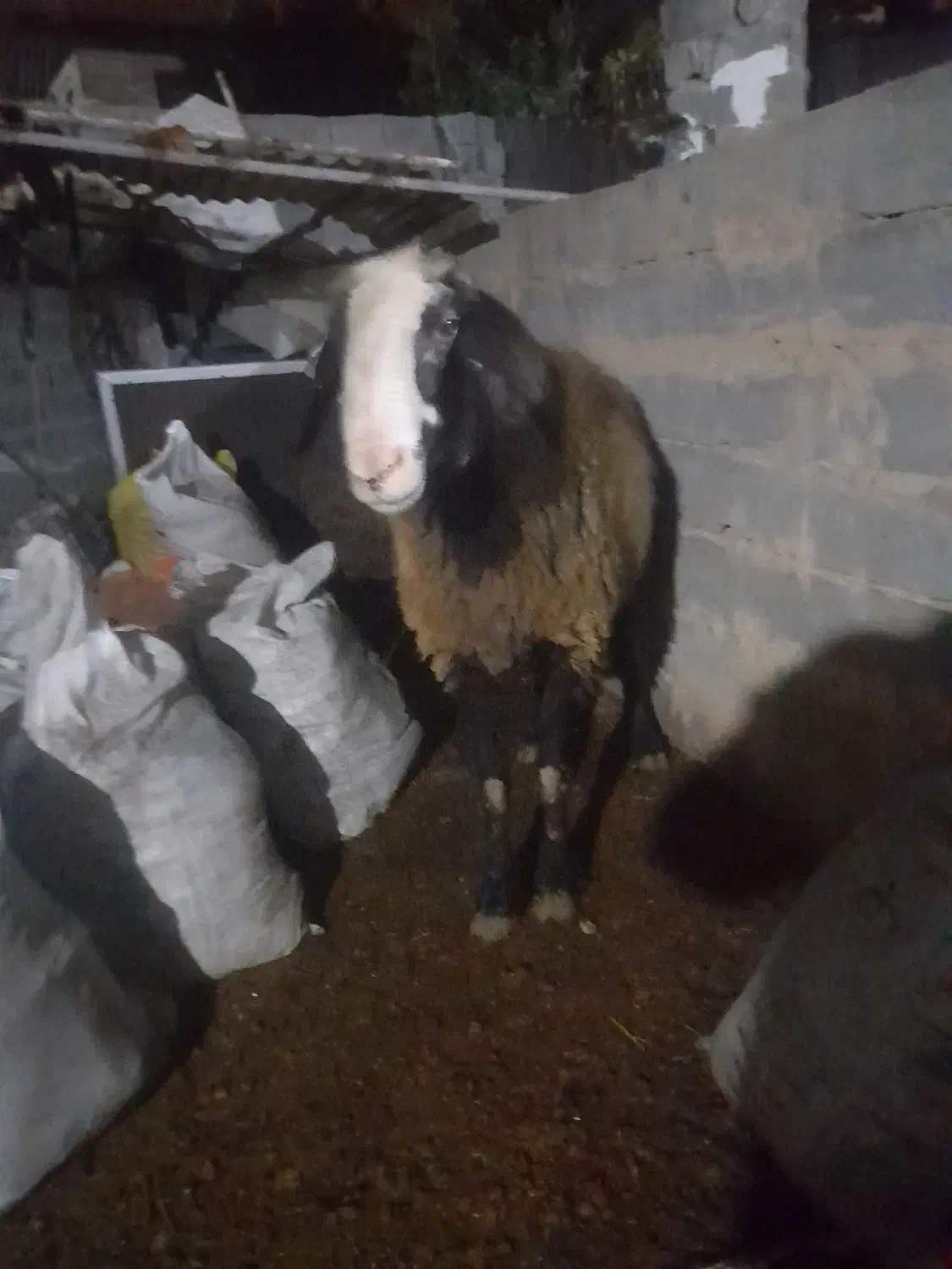 یک عدد قوچ تمیز|حیوانات مزرعه|قائمشهر, |دیوار