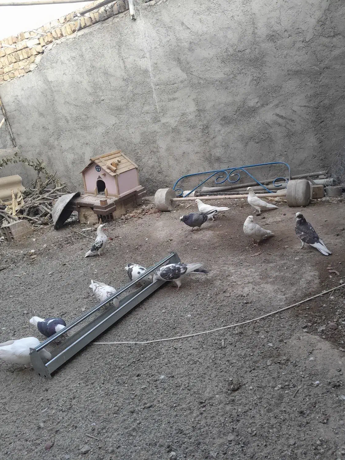 کبوتر پرشی|پرنده|هشتگرد, هشتگرد قدیم|دیوار