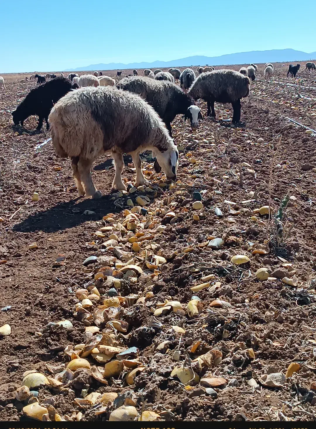 میش بره فروشی|حیوانات مزرعه|اقلید, |دیوار