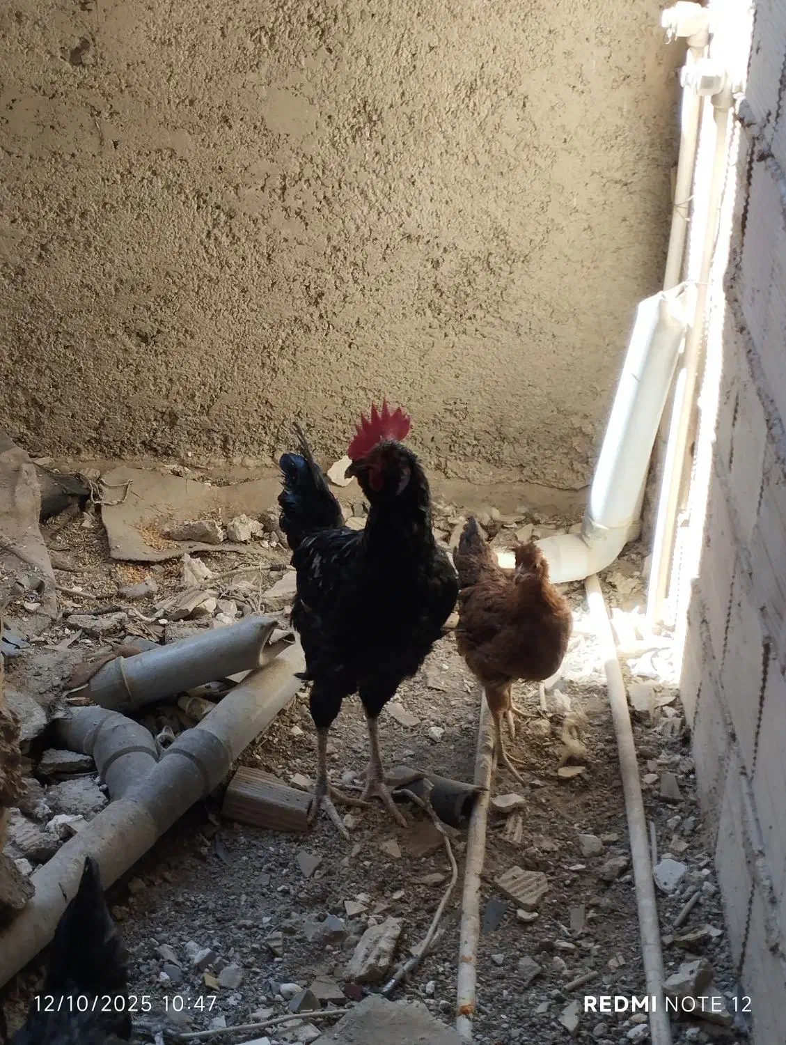 خروس گلین|حیوانات مزرعه|تهران, امیریه|دیوار