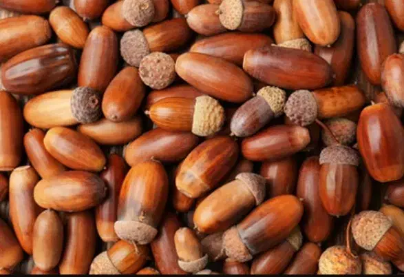 بلوط|خوردنی و آشامیدنی|ایوان, |دیوار