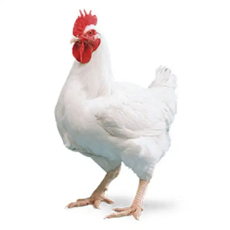 تخم مرغ نطفه دار|خوردنی و آشامیدنی|کاشان, گارزگاه|دیوار