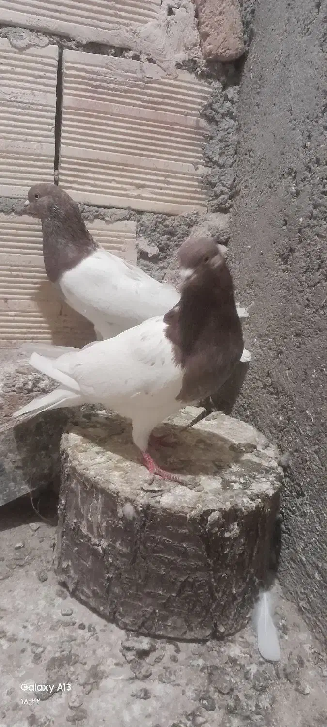 کبوتر قرمزی باش|پرنده|اهر, |دیوار