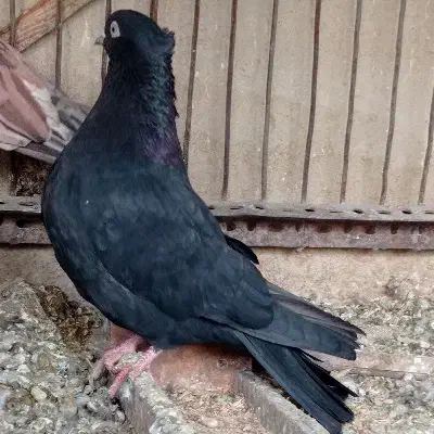 ماده سرور|پرنده|اشکذر, |دیوار