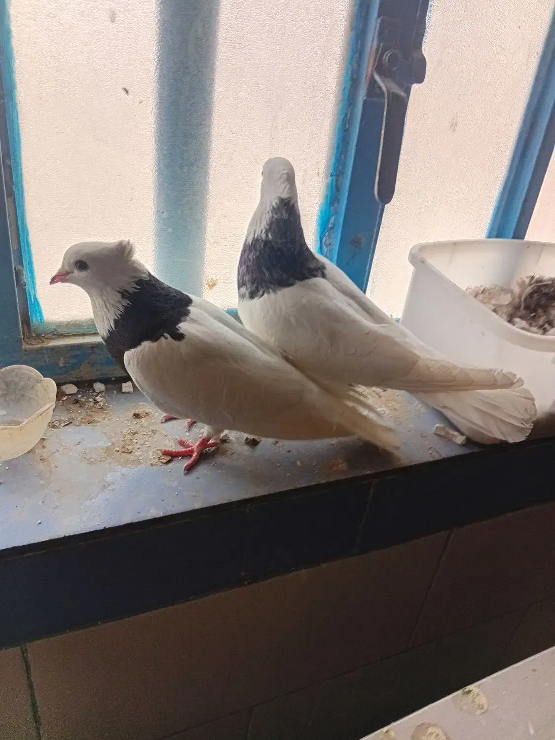 کبوتر|پرنده|امیدیه, |دیوار