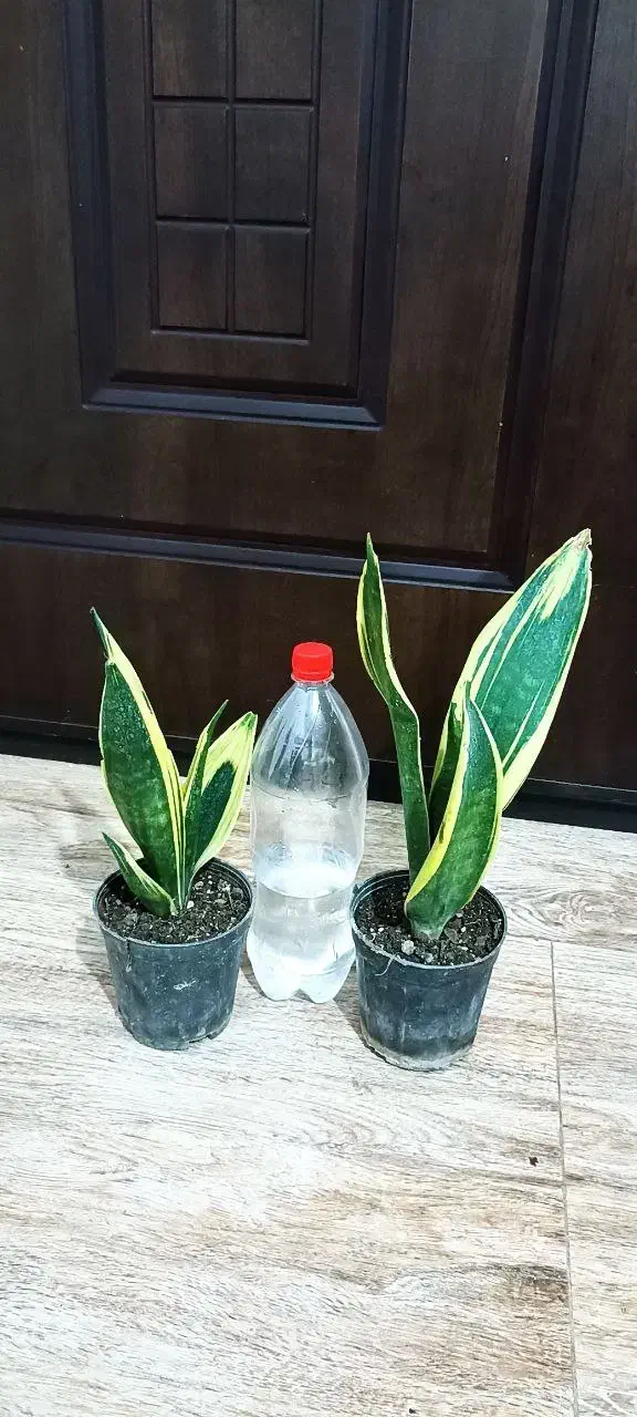 گل سانسوریا|گل و گیاه طبیعی|خواف, |دیوار