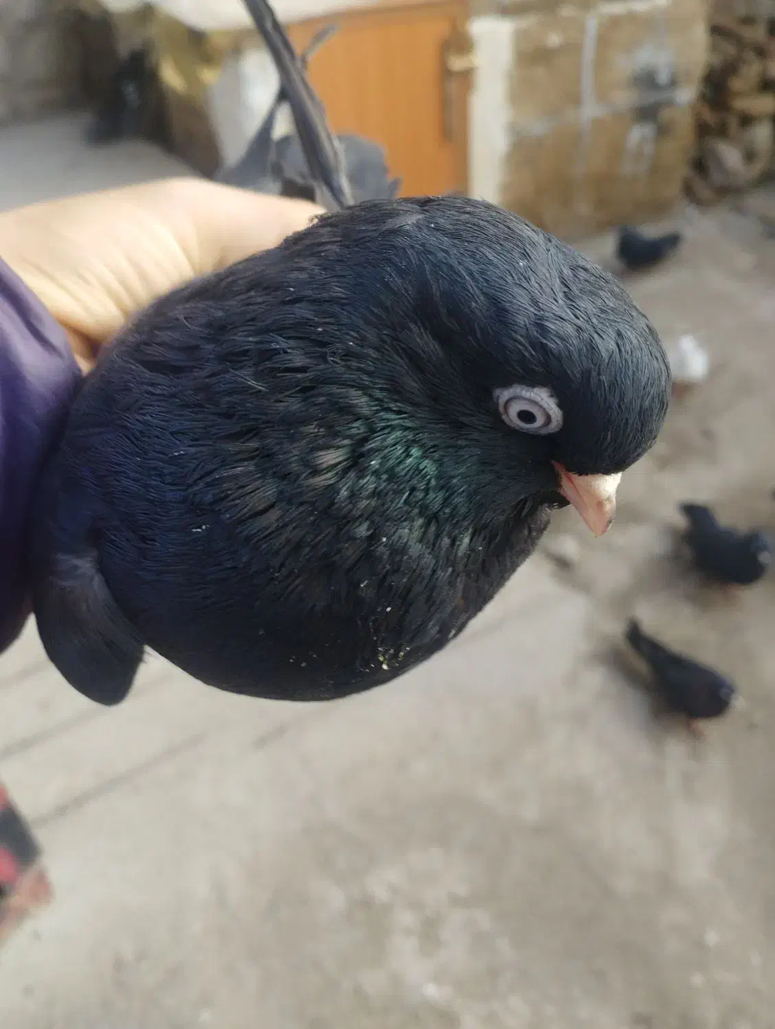 کبوتر|حیوانات|میاندوآب, |دیوار