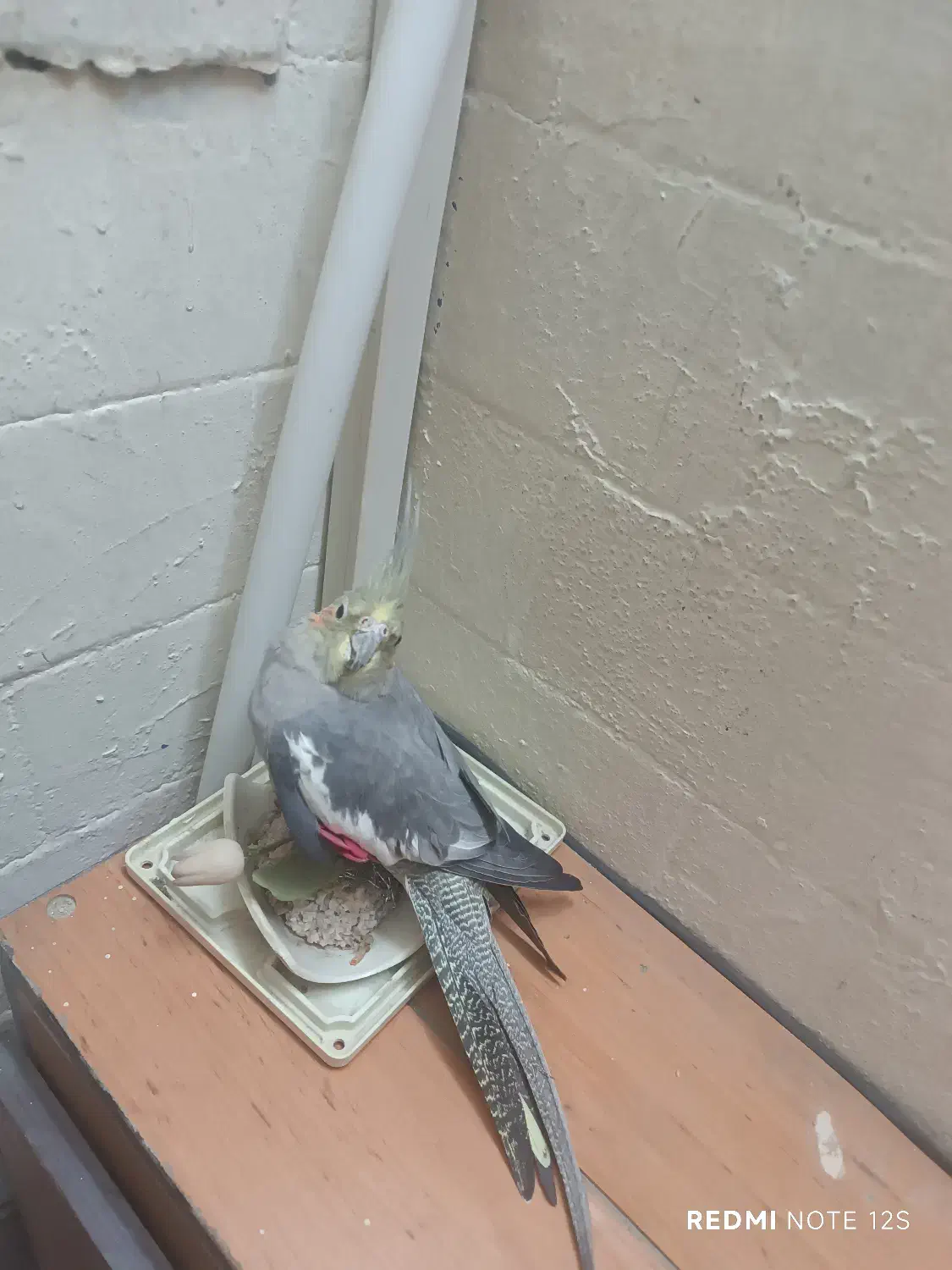 پرنده|پرنده|لواسان, |دیوار