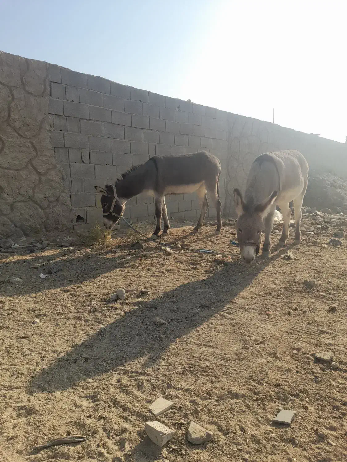 توافقی|حیوانات مزرعه|اصفهان, براآن شمالی|دیوار