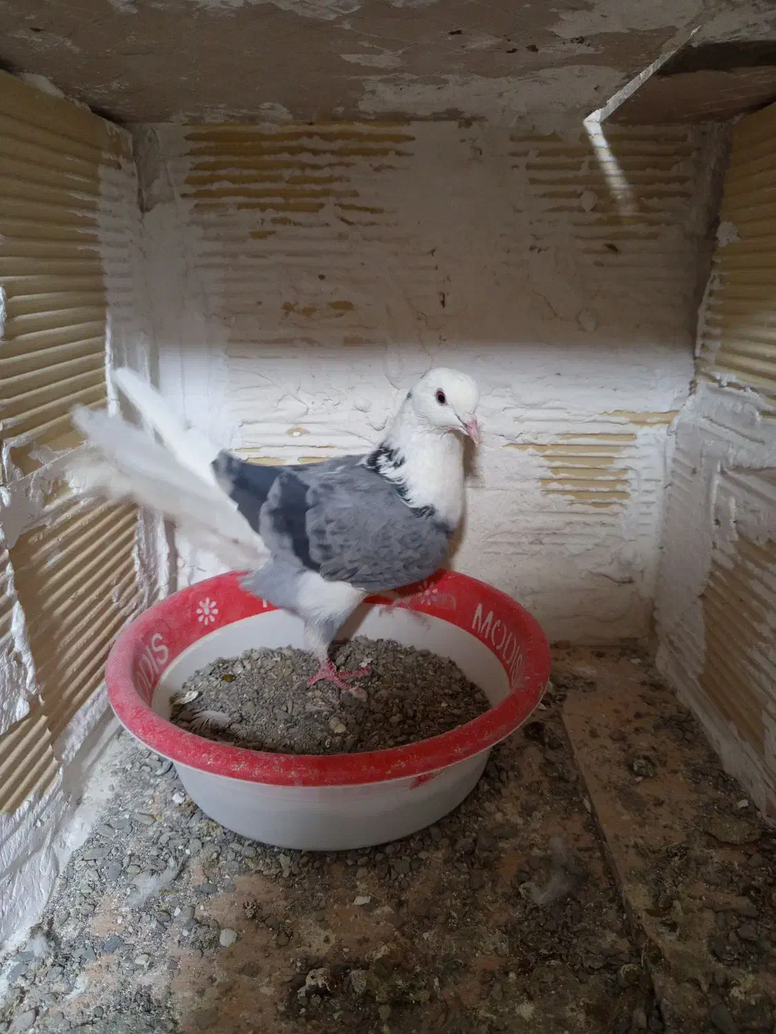 کبوتر|پرنده|سردرود, |دیوار