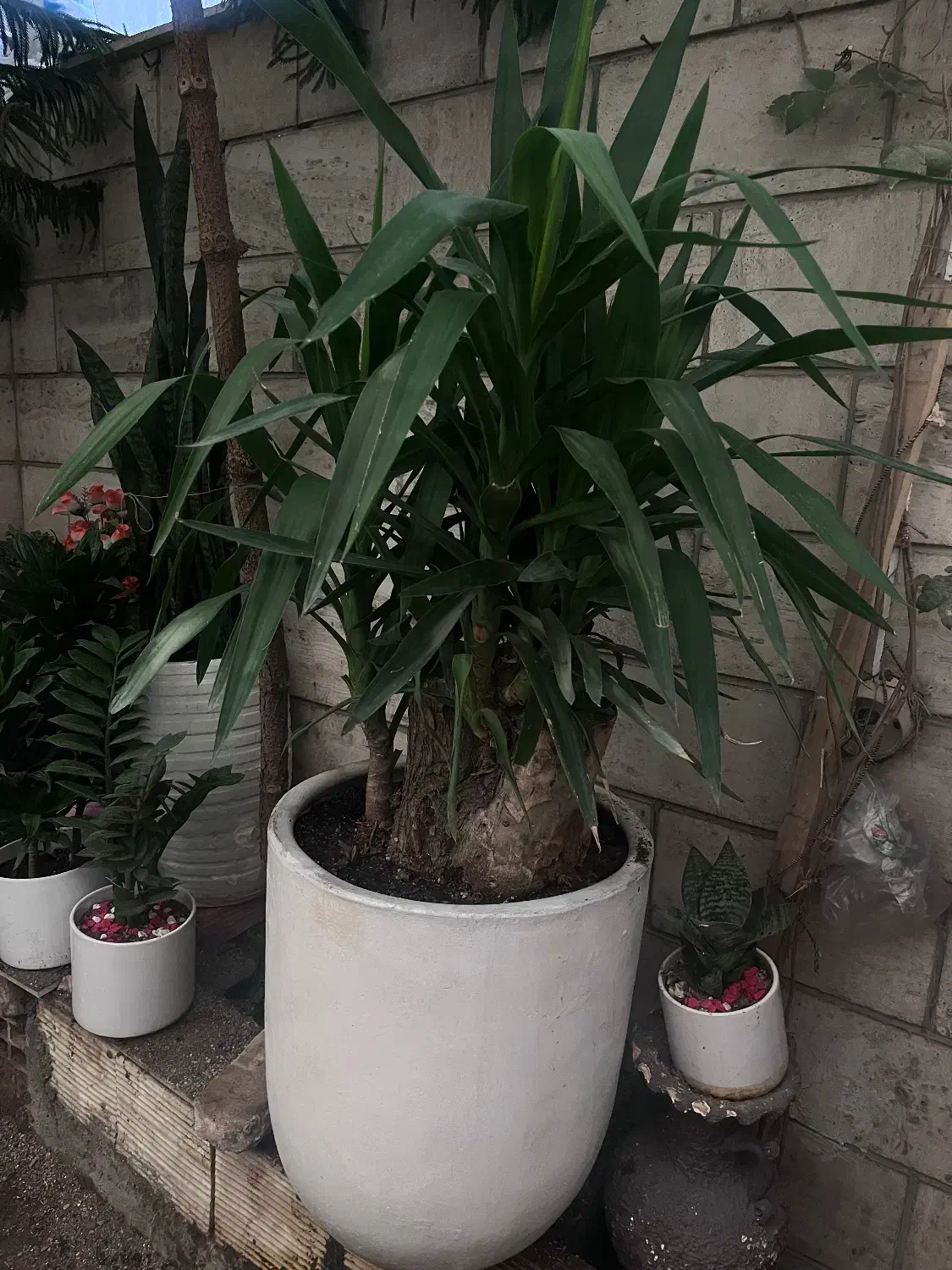 یوکا بزرگ تنه دار سانسوریا|گل و گیاه طبیعی|تهران, ائمه اطهار|دیوار