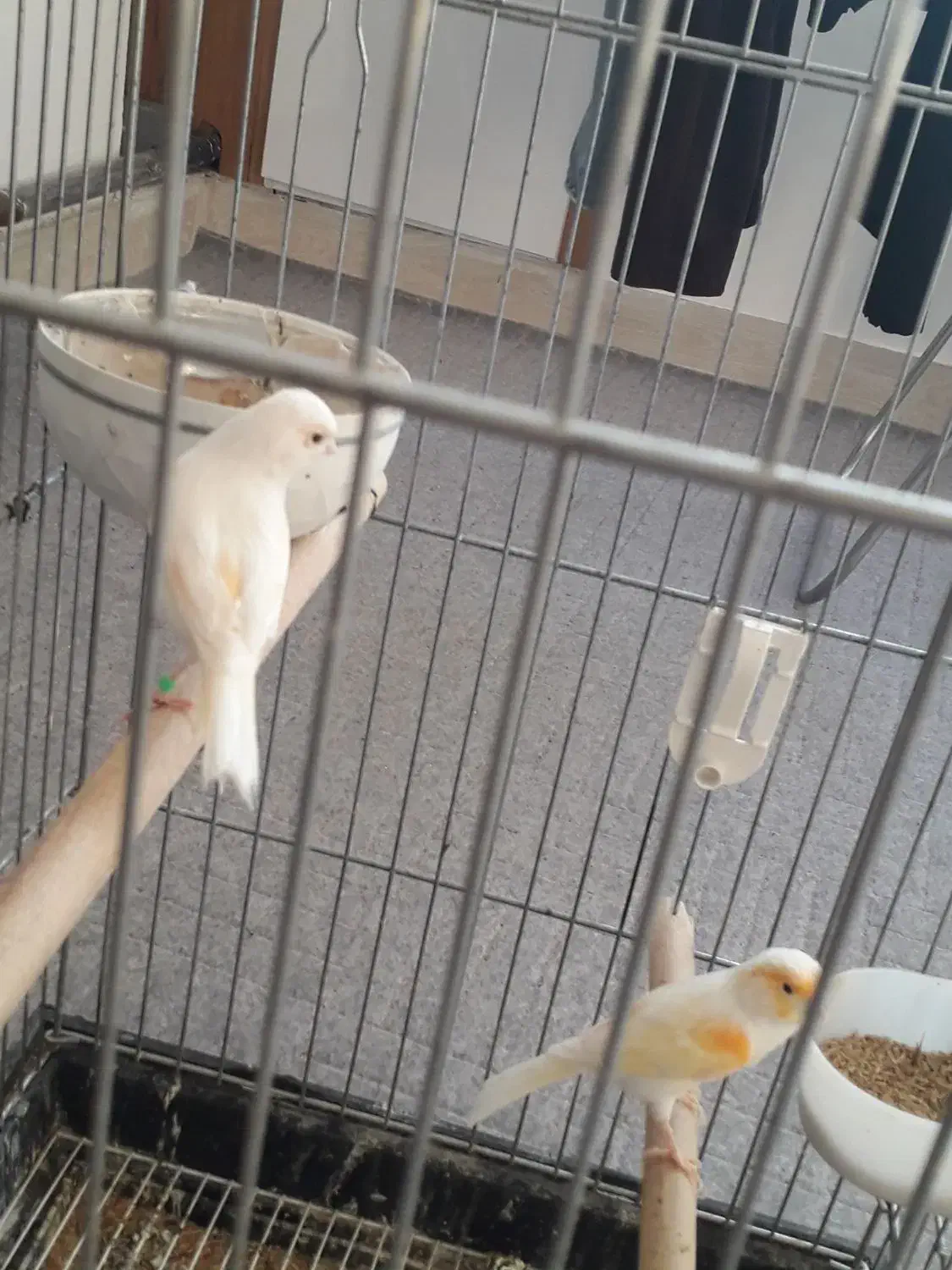 قناری جفت کار داده|پرنده|پارسآباد, |دیوار