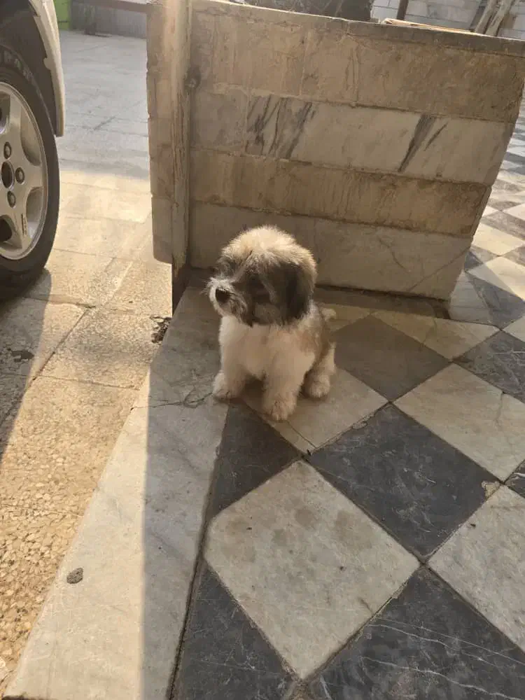 سگ خانگی|سگ|بندر گناوه, |دیوار