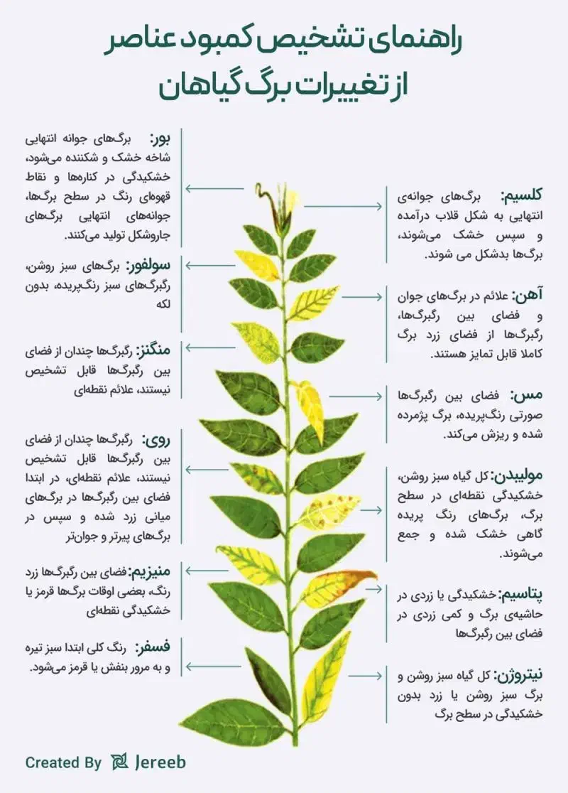 باغبانی و باغداری اصولی|خدمات باغبانی و درختکاری|قم, آزادگان|دیوار