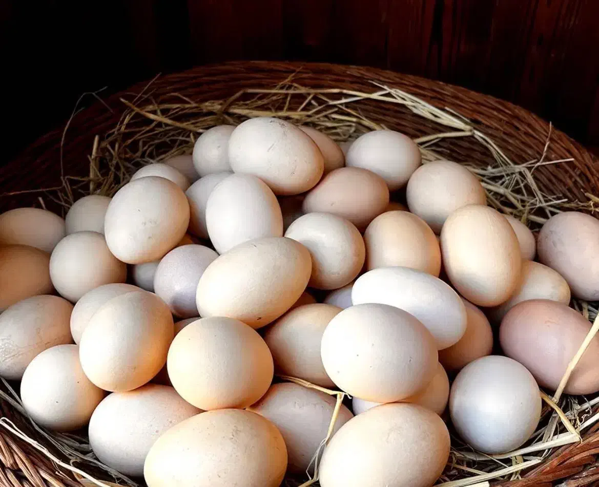 چوبر|حراج|احمدسرگوراب, |دیوار