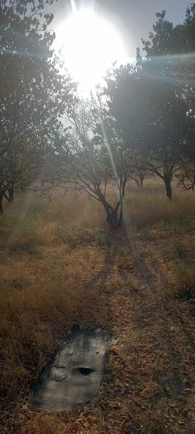 باغ و باغچه|فروش زمین و ملک کلنگی|انزل, |دیوار