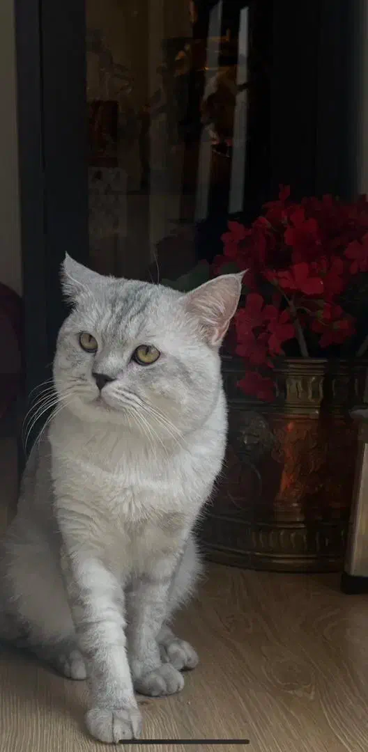 گربه بریتیش سیلور اصیل وارداتی برای جفتگیری|گربه|تهران, هروی|دیوار