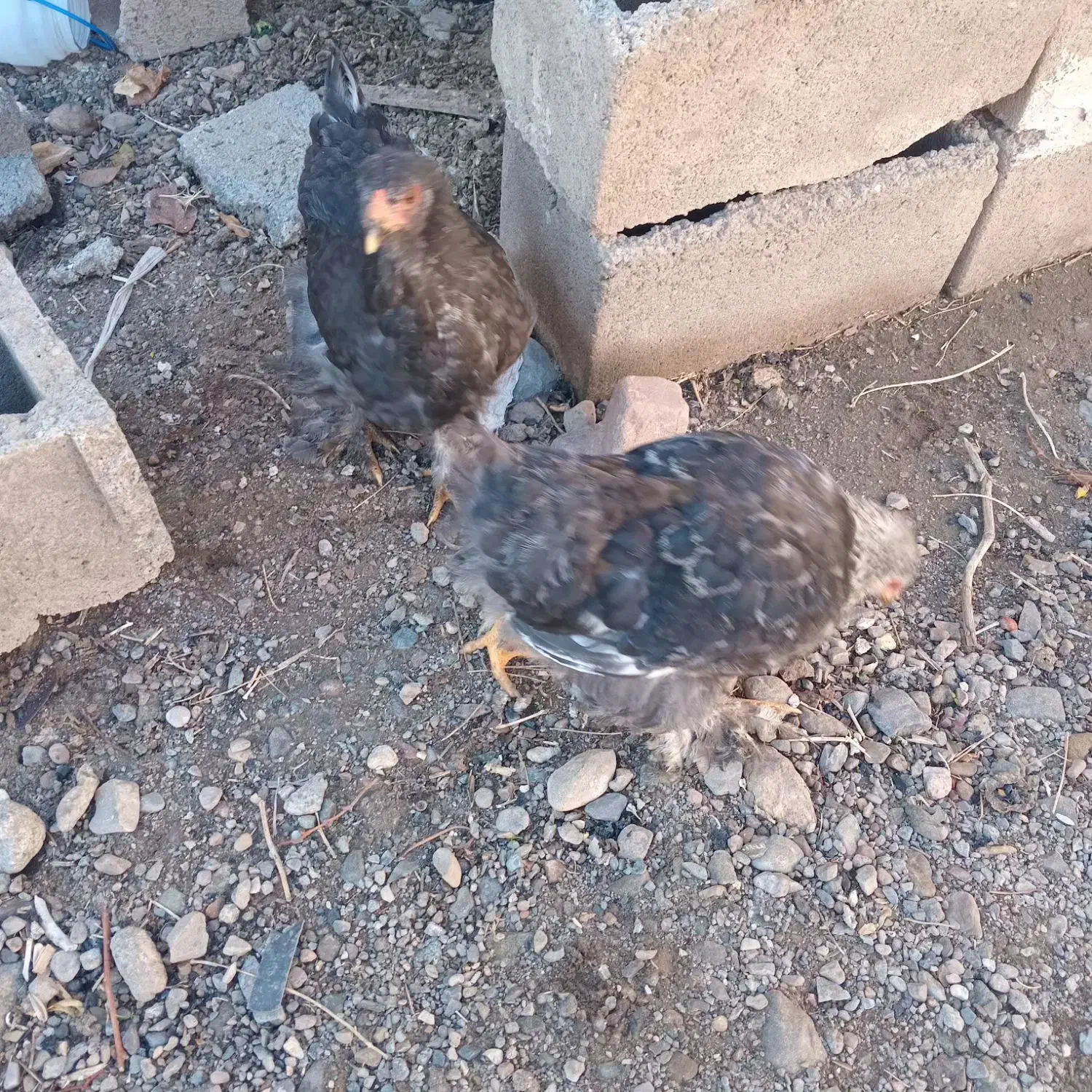 فریح برهما ومرند قره سی|حیوانات مزرعه|مرند, |دیوار