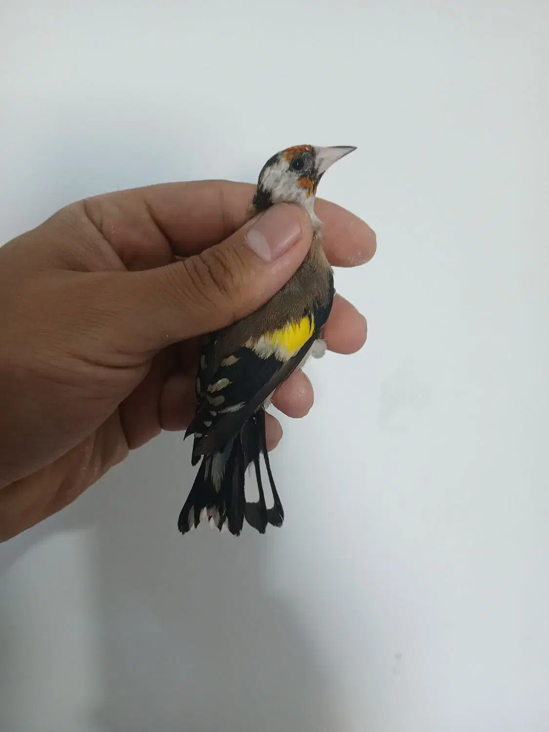 سهره ماده جوجه قفس ۲ سال گل بلند|پرنده|فردیس, فردیس|دیوار