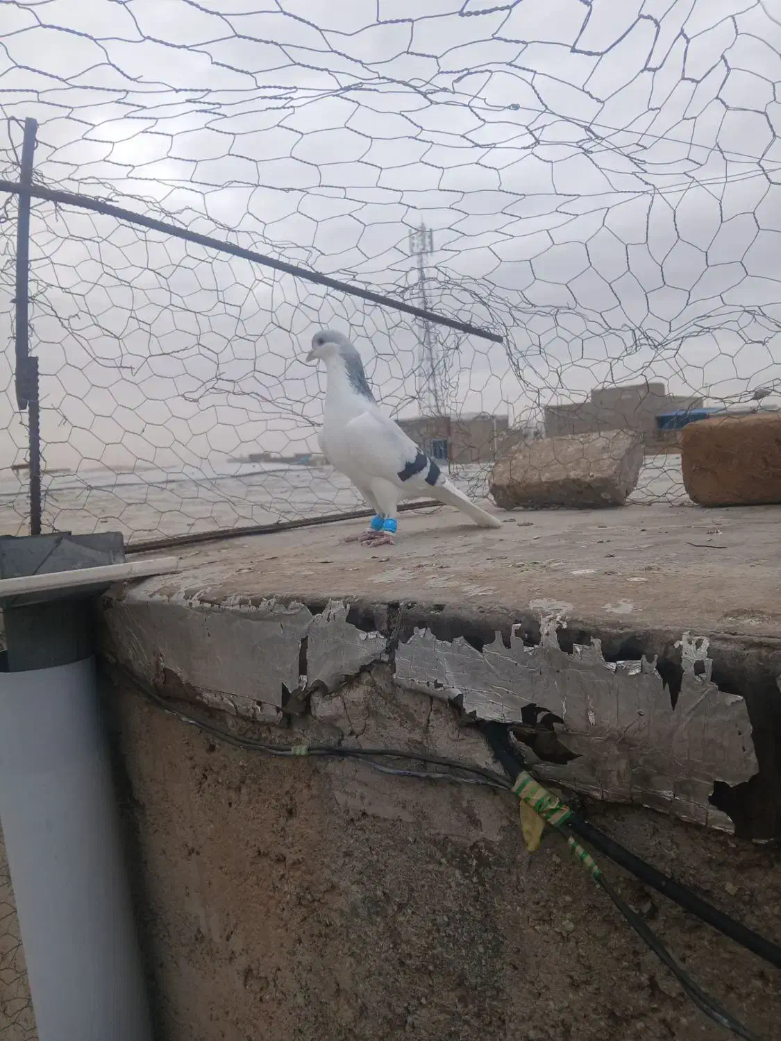 کبوتر|پرنده|الوند, |دیوار