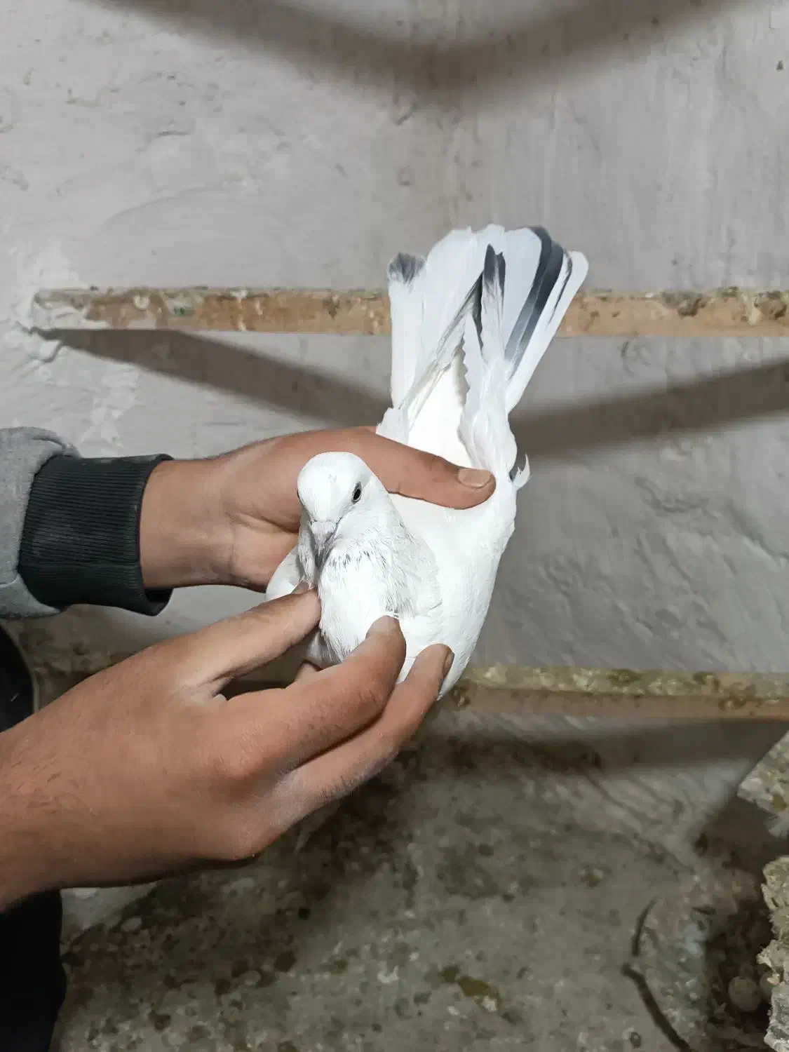 کبوتر|پرنده|کرمانشاه, |دیوار