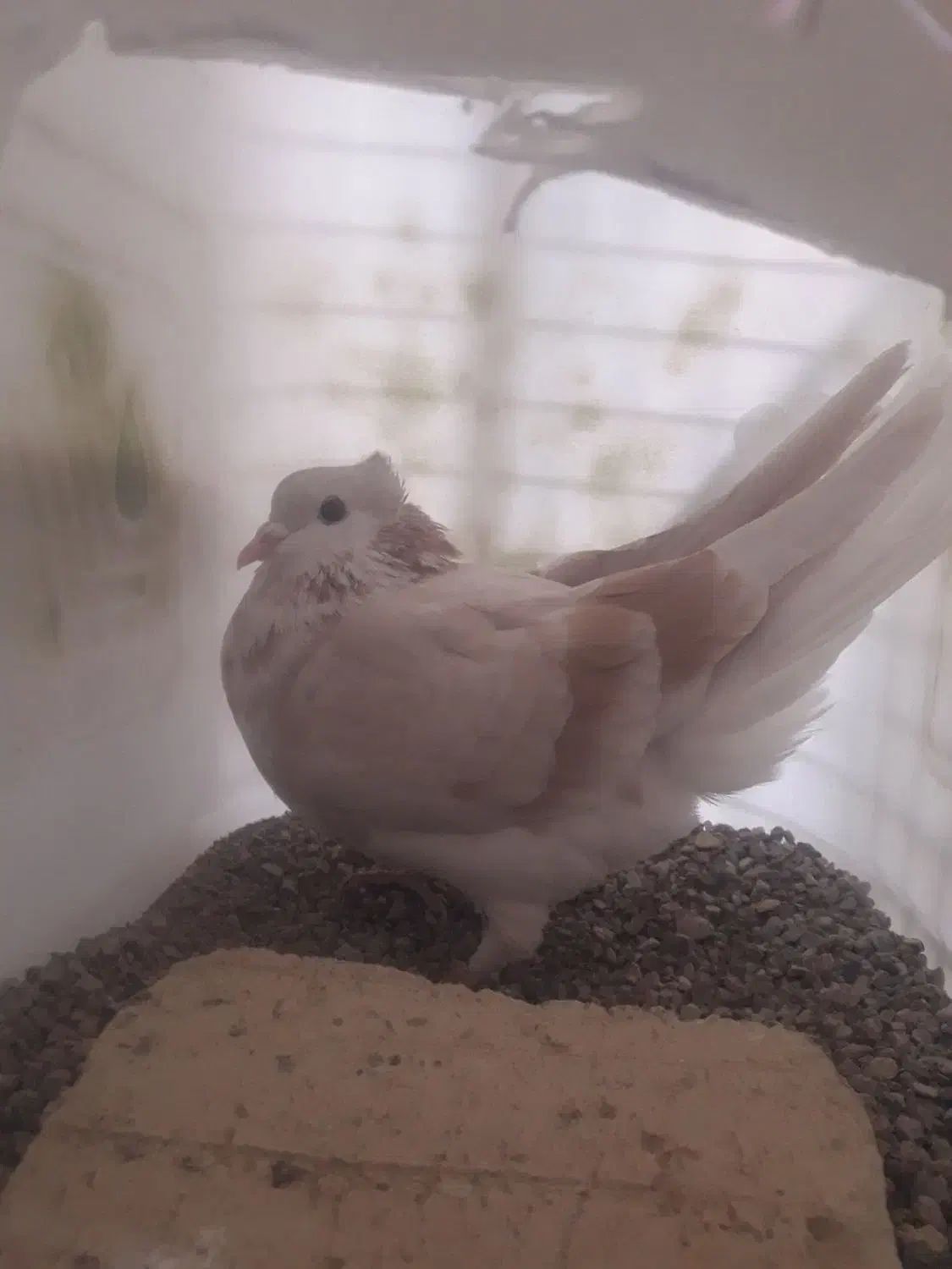 کفتر گمشده|پرنده|زرندیه, |دیوار