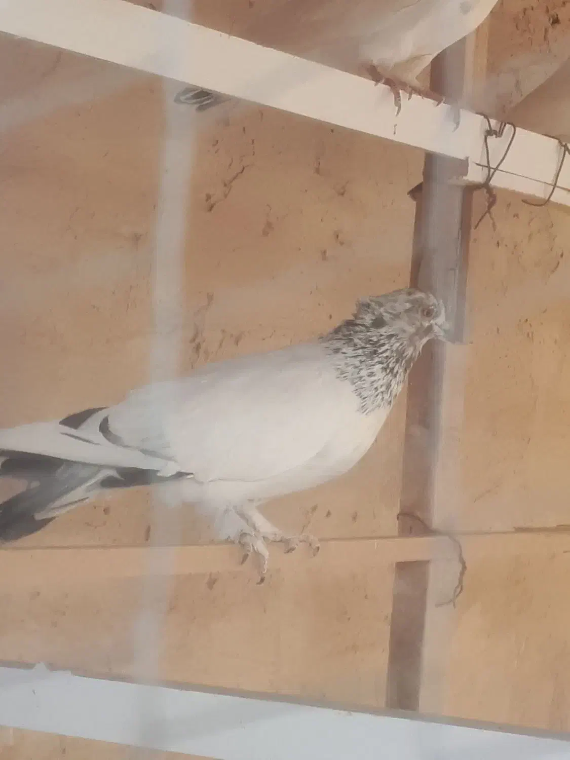 کفتر (کله دم سبز)|پرنده|قرچک, زیبا شهر|دیوار