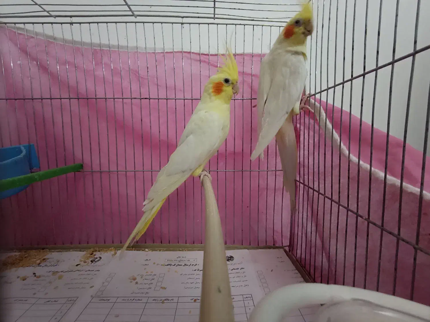 عروسی هلندی|پرنده|زنجان, |دیوار