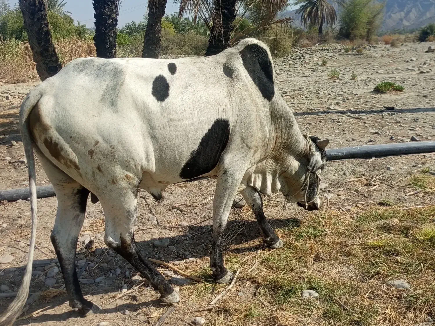 فروش دورس نرگاو دوستان و مشتریان فقط بزنگید|حیوانات مزرعه|ساربوک, |دیوار