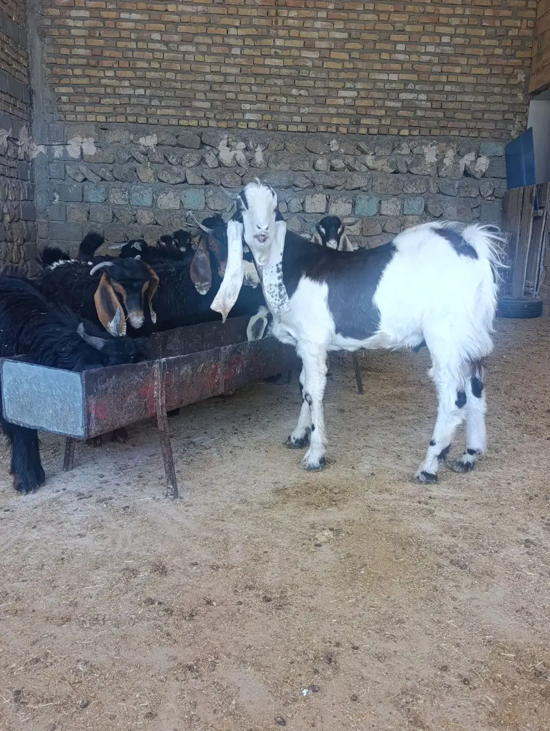 نر بز افغانی پاتر گلابی|حیوانات مزرعه|سیوان, |دیوار