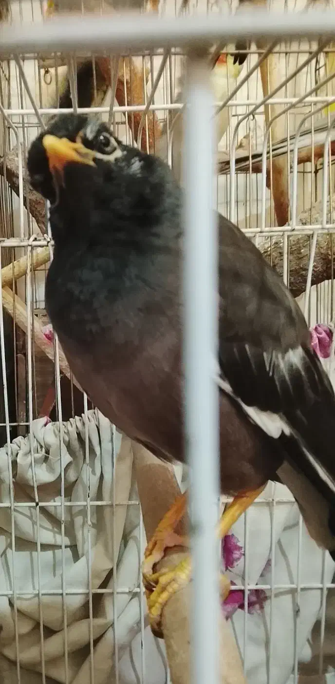 مرغ مینا جوجه قفس و عروس هلندی یک اشپیتس ماده|پرنده|قرچک, مجتمع گلشهر|دیوار