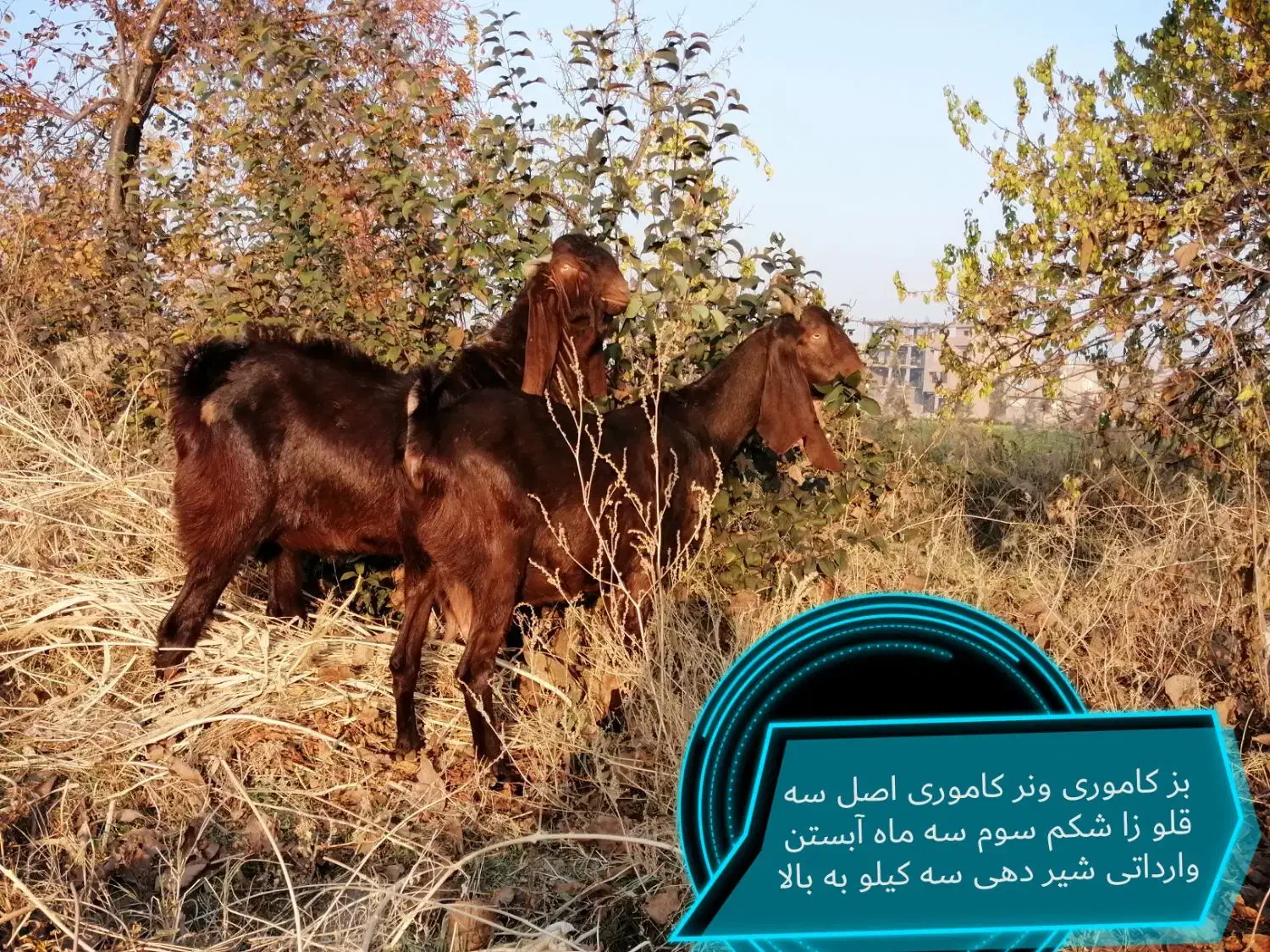 فروش تعدادی بزغاله اصل و یک نر ویک بز|حیوانات مزرعه|بوکان, |دیوار