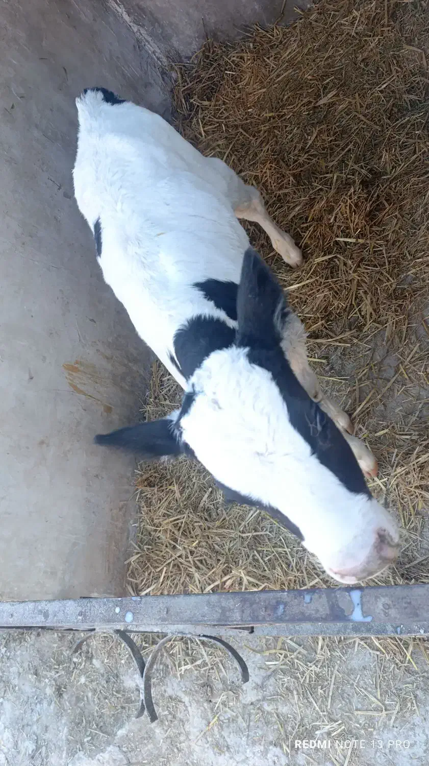 گوساله نر شیری|حیوانات مزرعه|رضویه, |دیوار