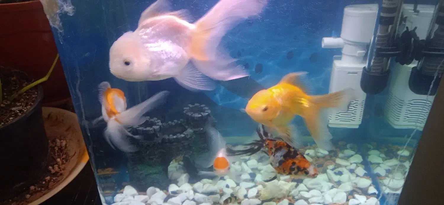 ماهی  گلدفیش|ماهی|عباس‌آباد, |دیوار