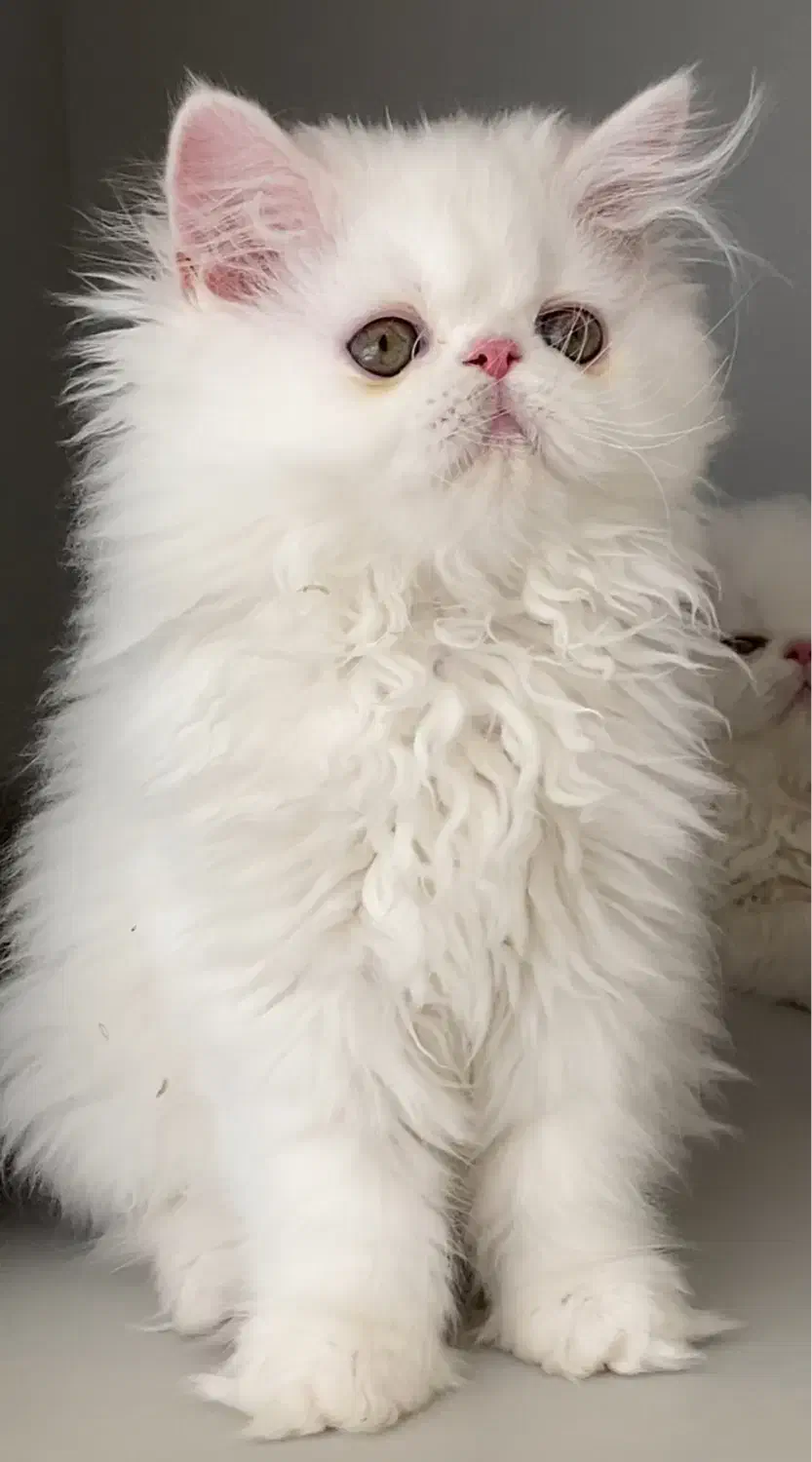 گربه  پرشین  سوپر فلت پسر ۳ ماهه|گربه|تبریز, |دیوار