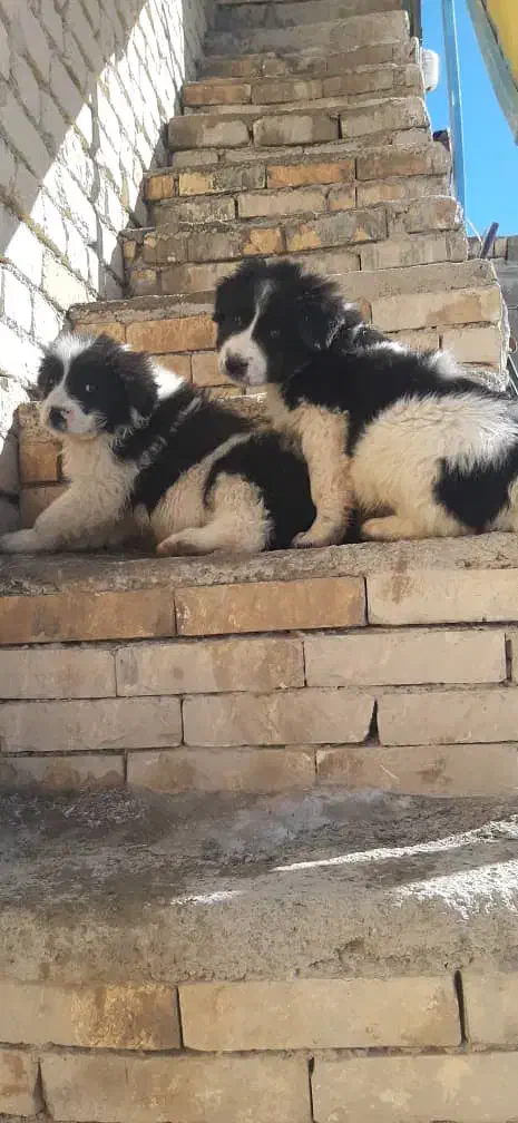 ماده قدرجونی|سگ|علویجه - دهق, |دیوار