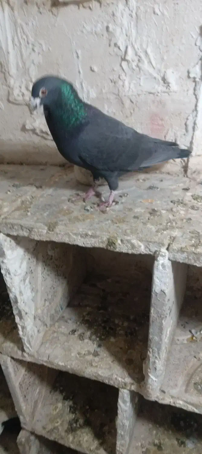 کبوتر|پرنده|اردبیل, |دیوار