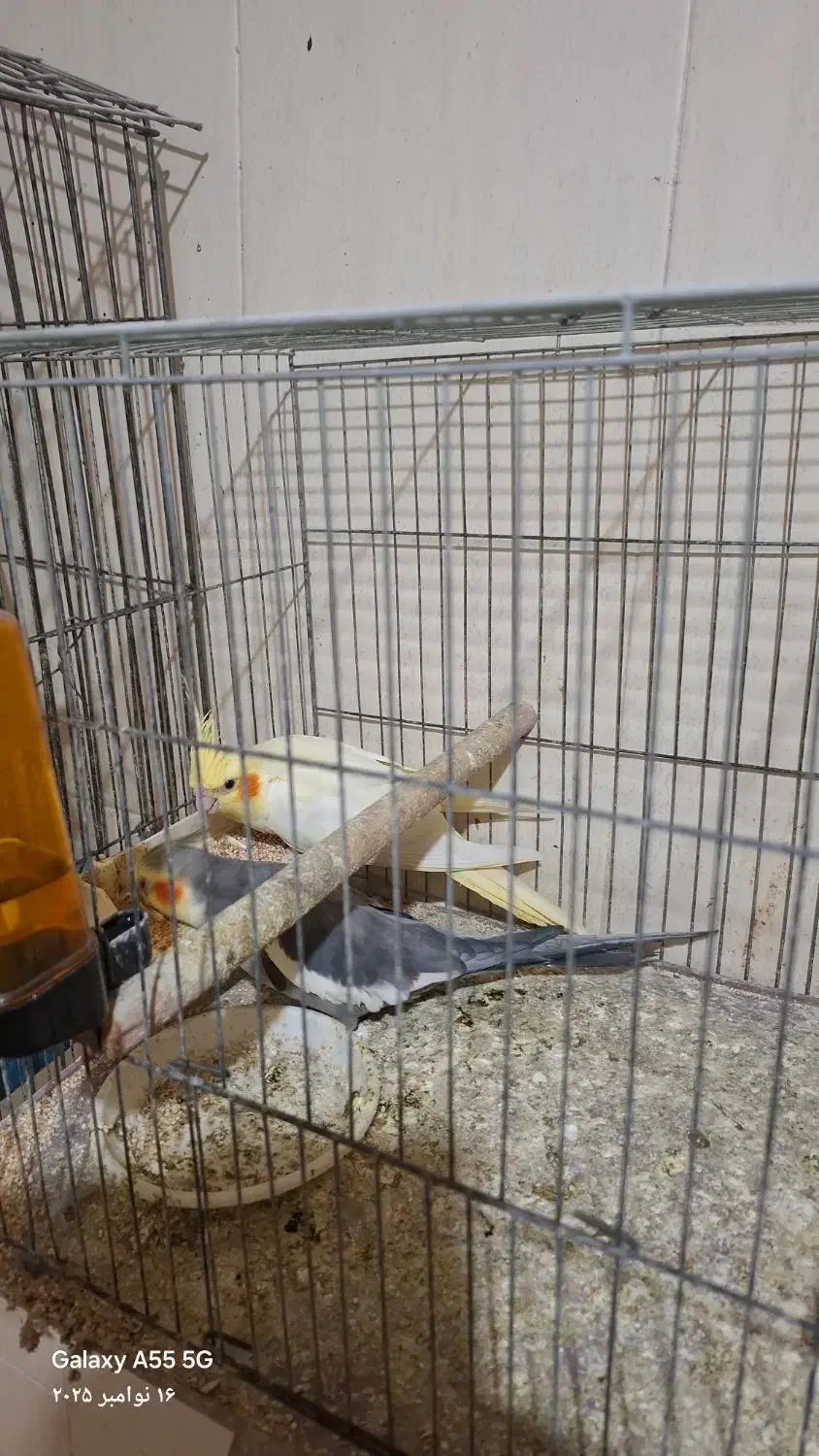 جفت عروس مولد با جوجه|پرنده|اهواز, دانشگاه چمران|دیوار