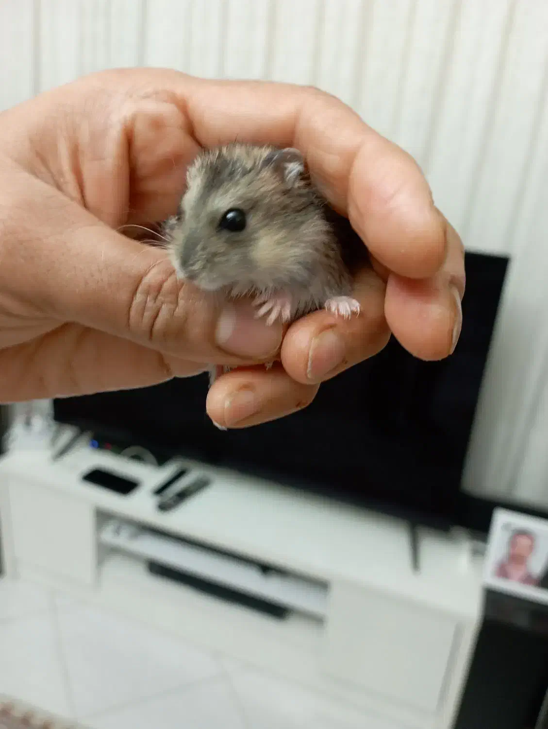 همستر روسی دونه ای ۱۰۰ تومن|موش و خرگوش|کرج, گلشهر|دیوار