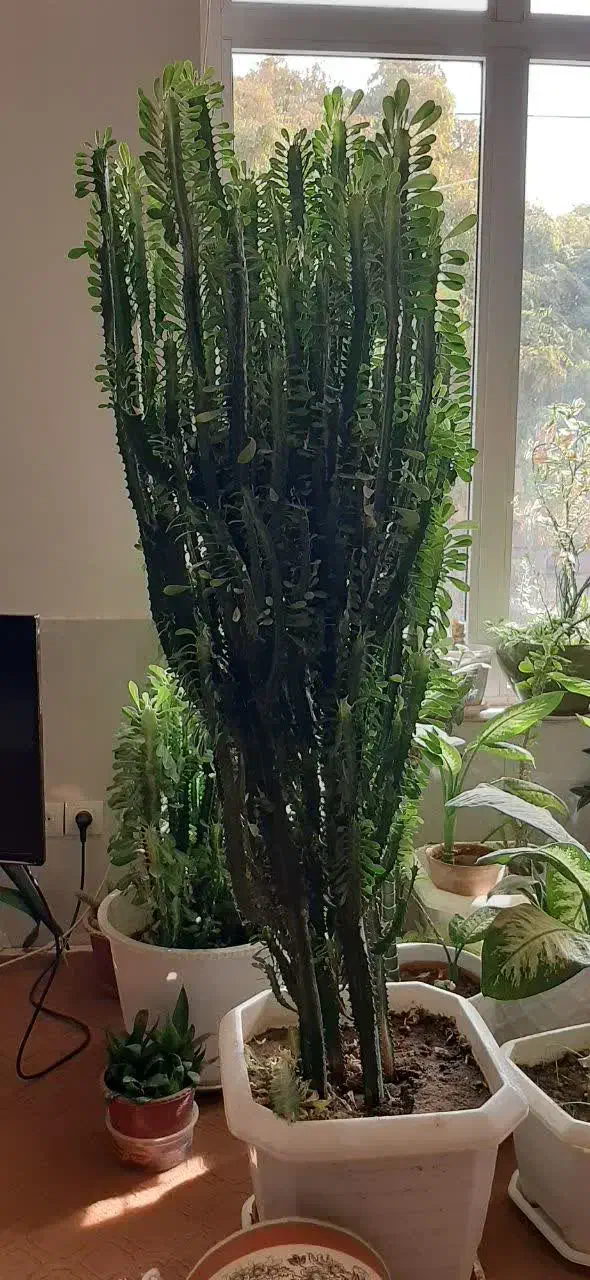 گل و کاکتوس|گل و گیاه طبیعی|پیر بکران, |دیوار