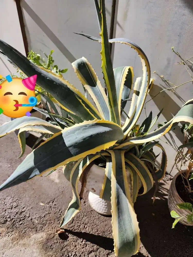 فروش گل|گل و گیاه طبیعی|قدس, هفت جوی|دیوار