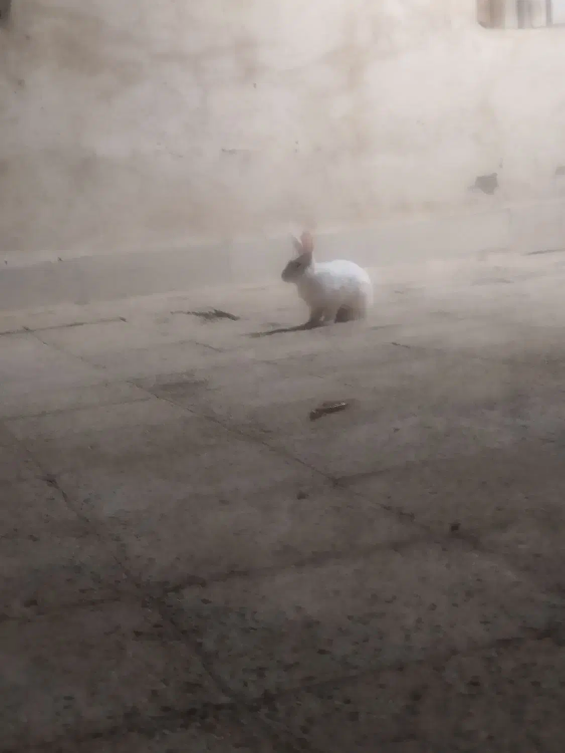 خرگوش چشم قرمز|موش و خرگوش|سوسنگرد, |دیوار