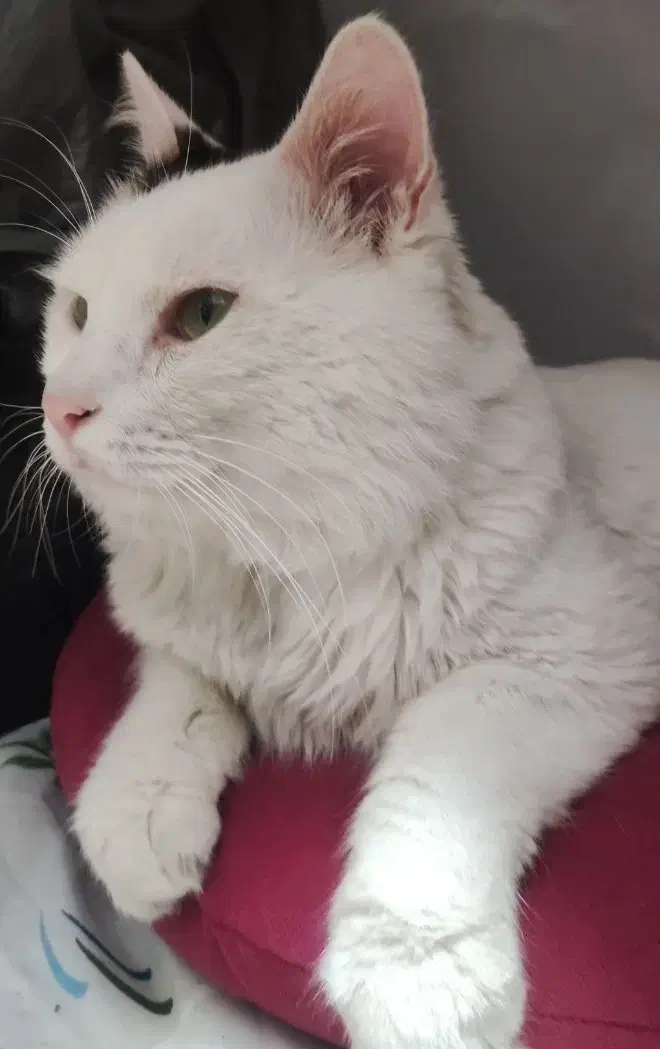 واگذاری گربه وان ترکیش پرشین|گربه|رشت, ولکس|دیوار