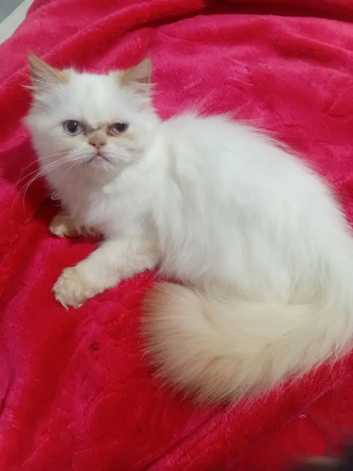 بچه گربه هیمالین|گربه|ساری, |دیوار