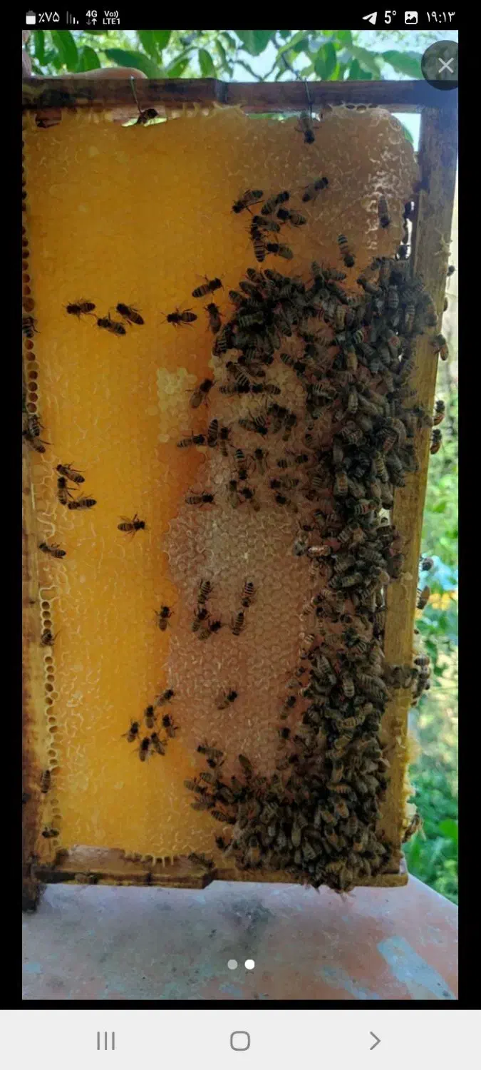 فروش عسل کاملا طبیعی تضمینی|خوردنی و آشامیدنی|صوفیان, |دیوار